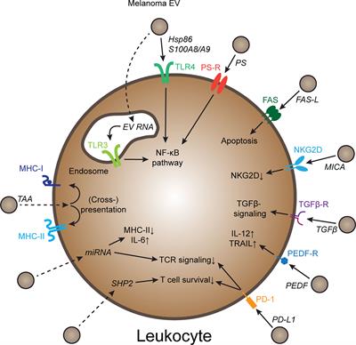 Mechanisms of extracellular vesicle-mediated immune evasion in melanoma